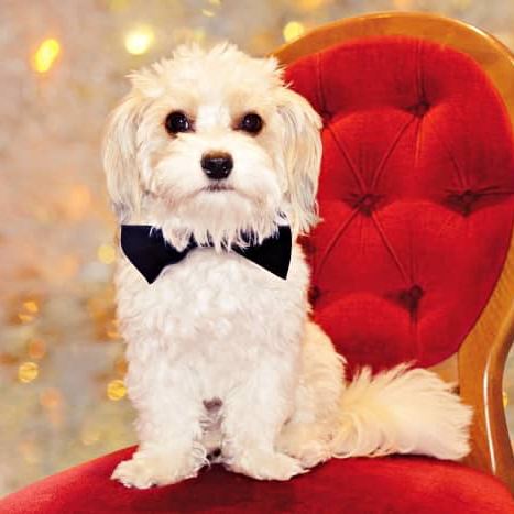 Sobre nosotros 4 caracter perro bichon maltes