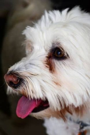 Cómo quitar el óxido de los ojos del Bichón Maltés: 5 remedios efectivos 2 como-blanquear-pelo-bichon-maltes