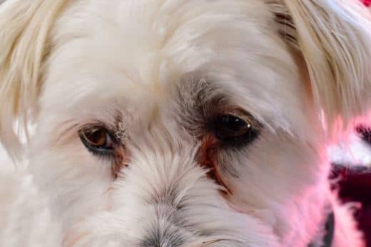 Cómo quitar el óxido de los ojos del Bichón Maltés: 5 remedios efectivos 1 como quitar el oxido de los ojos bichon maltes