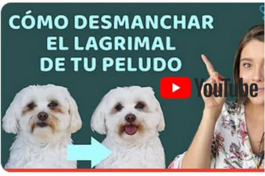 Cómo quitar el óxido de los ojos del Bichón Maltés: 5 remedios efectivos 4 Cómo quitar el óxido del pelo de mi perro maltes