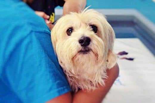 5 Cuidados Básicos que Necesita un Bichón Maltés: Guía Especial 1 perro bichon maltes cuidados basicos