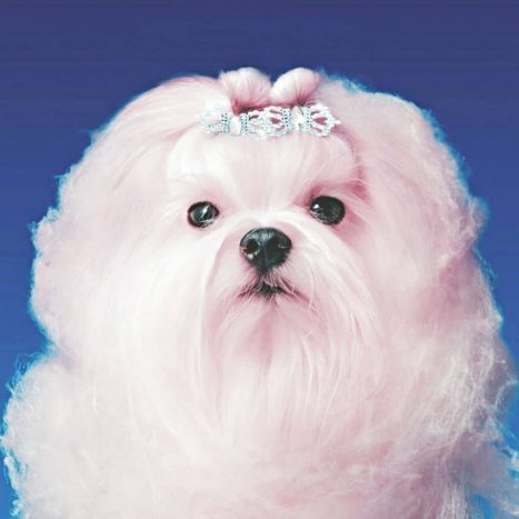 Sobre nosotros 3 historia bichon maltes