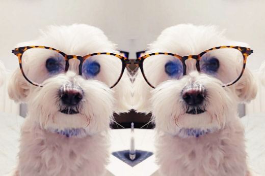 problemas ojos bichon maltes