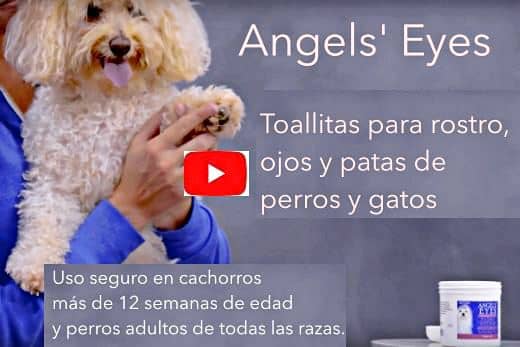 Angels' Eyes Wipes: Toallitas quitamanchas para perro 5 toallitas-quitamanchas-perros-angels-eyes-uso