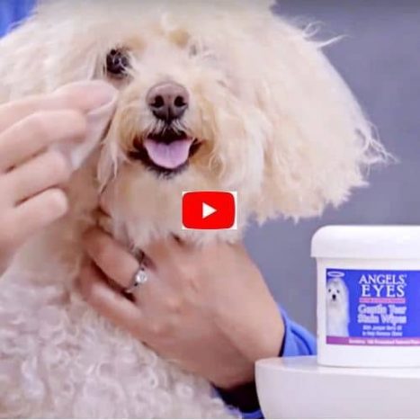 Angels' Eyes Wipes: Toallitas quitamanchas para perro 2 video-toallitas-ojos-perros-angels-eyes