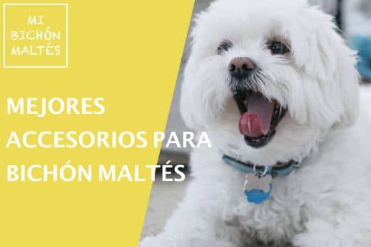 33+ Accesorios en Color Rosa al Estilo Barbie para Mimar a tu Perrito Maltés 3 mejores accesorios para perro pequeño Bichón Maltés