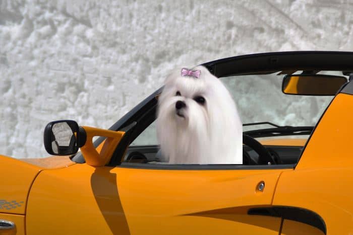 33+ Accesorios en Color Rosa al Estilo Barbie para Mimar a tu Perrito Maltés 5 asiento de coche para perros pequeños