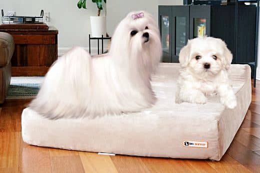 mejores colchones ortopédicos para perros pequeños