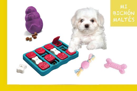 Bichón Maltés estándar o puro, el perro auténtico de la raza Maltese 9 mejores comederos interactivos para perros pequeños