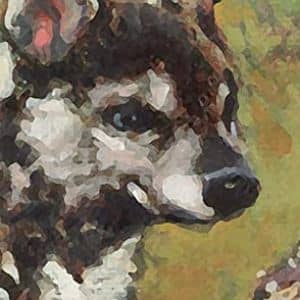 pienso-con-cordero-wild-para-perros comprar