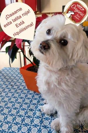 Piensos naturales Lilys Kitchen para perros 18 testimonio maltes sobre lata pienso lilis kitchen