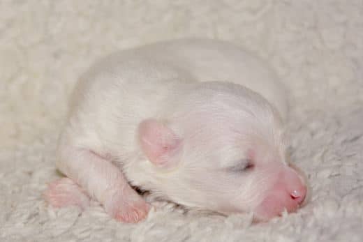 ¿Cómo es un Cachorro de Perro Bichón Maltés? 12 bichon maltes cachorro apariencia