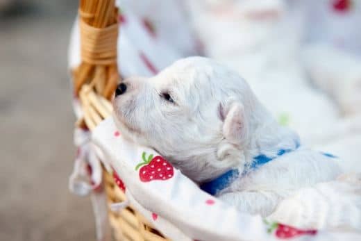 Perro Blanco Bichón Maltés, ¡conoce su carácter y temperamento! 19 cachorro bichon maltes