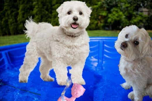 mejores piscinas plegables para perros pequeños