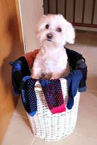 Por qué tu Perro Reclama tu Espacio o ¿Quién es Amo en tu Casa? 3 perro dominante