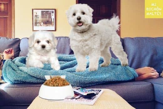 por qué tu perro reclama tu espacio