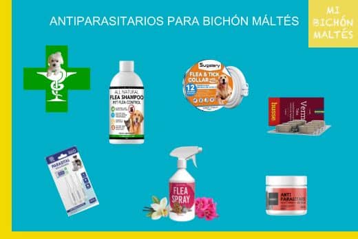 Mejores Antiparasitarios para Bichón Maltés 1 mejores antiparasitarios para perros bichon maltes
