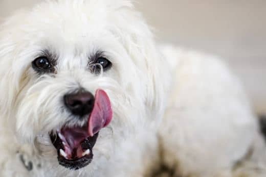 Dientes del Cachorro y Perro Bichón Maltés: Todo lo que Necesitas Saber 1 dientes cachorro perro bichon maltes