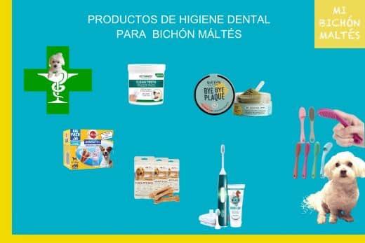 Bichón Maltés estándar o puro, el perro auténtico de la raza Maltese 16 productos higiene dental perro bichon maltes