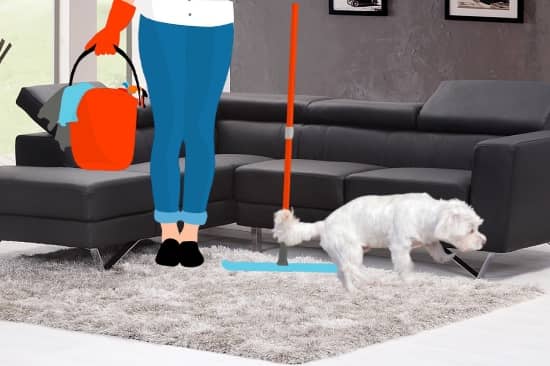 como limpiar orina de perro consejos