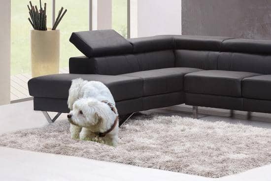 por que mi perro orina en casa causas