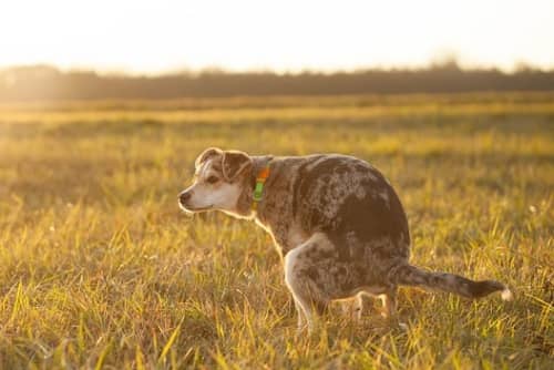 señales cuando perro quiere hacer pipi o caca 