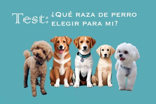 que raza de perro elegir para mi test