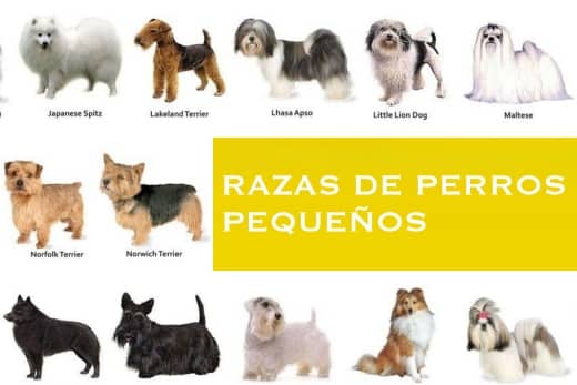 Razas de Perros Pequeños: Compañeros Ideales para Vivir en Ciudad 1 razas de perros pequeños