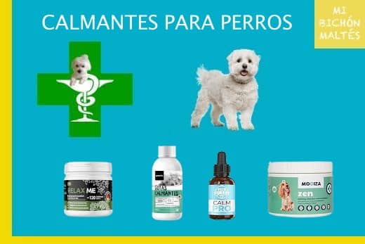 Tranquilizantes Naturales para Perros Bichón Maltés