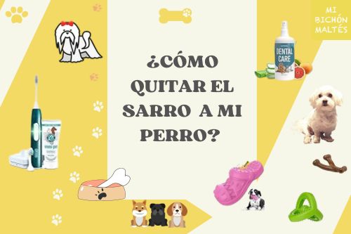 como quitar sarro dental a mi perro maltes