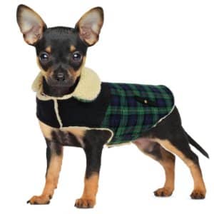 10 Grandes Regalos para Perros Pequeños de Sus Dueños 10 abrigo para perro pequeño comprar en amazon