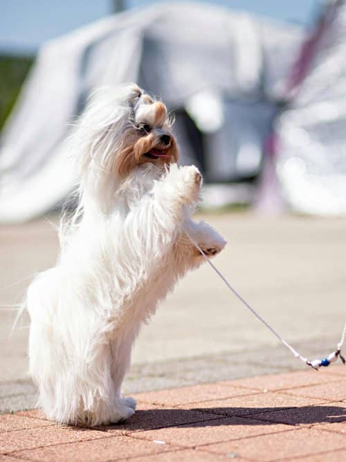 Bichón Maltés: 25 Curiosidades Fascinantes de la Raza Favorita de la Realeza 9 raza Maltés curiosidades