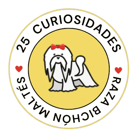 curiosidades perro bichon maltes
