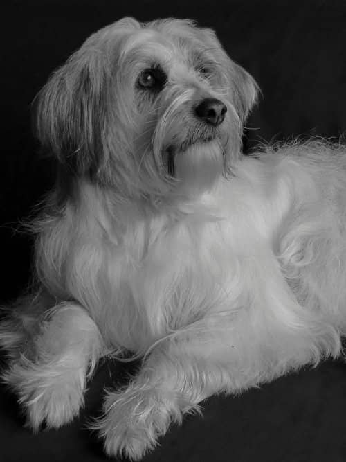 Bichón Maltés: 25 Curiosidades Fascinantes de la Raza Favorita de la Realeza 7 maltes antiguo gigante cazador de ratas