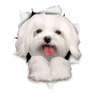 Regalos Originales para Maltés Lovers 9 winston pegatina pared original 3 d perro maltes imagen