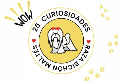 Bichón Maltés: 25 Curiosidades Fascinantes de la Raza Favorita de la Realeza 1 perro bichón maltés curiosidades