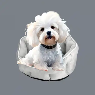 Tienda Online Mi Bichón Maltés 12 mejores camas para perros malteses bichones