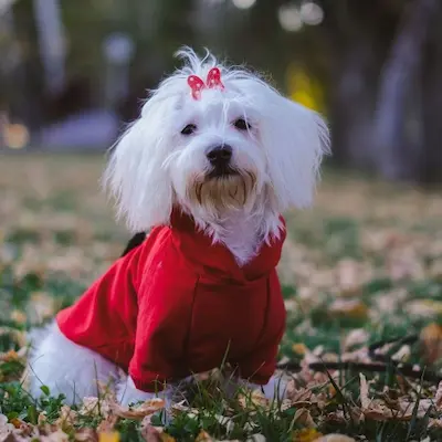Ropa para Perros Bichón Maltés 8 mejores marcas de ropa para bichon maltes amazon