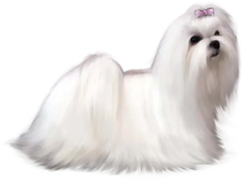 Tienda Online Mi Bichón Maltés 5 tienda online mi bichon maltes