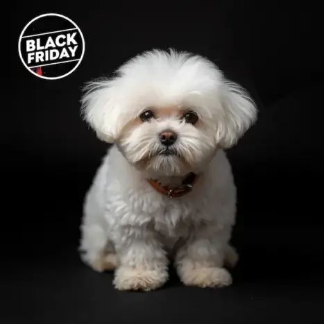 black friday perros bichon maltes