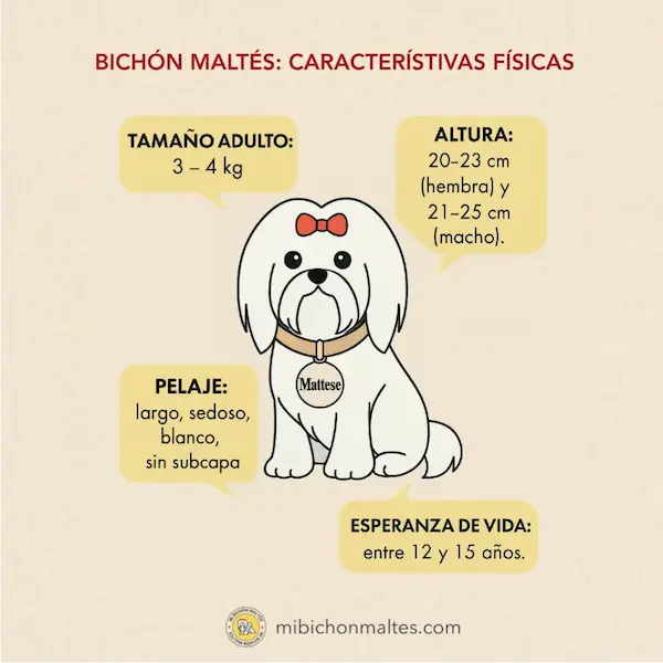 Bichón Maltés: Guía Definitiva para Amantes de Perros Malteses 2 perro bichon maltes caracteristicas