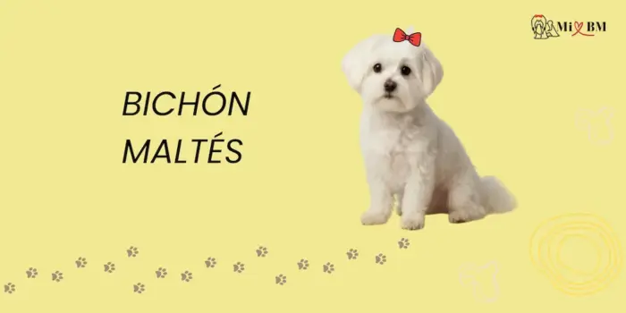 Bichón Maltés: Guía Definitiva para Amantes de Perros Malteses 1 bichon maltes perro