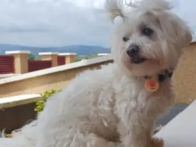 sobre mibichonmaltes web