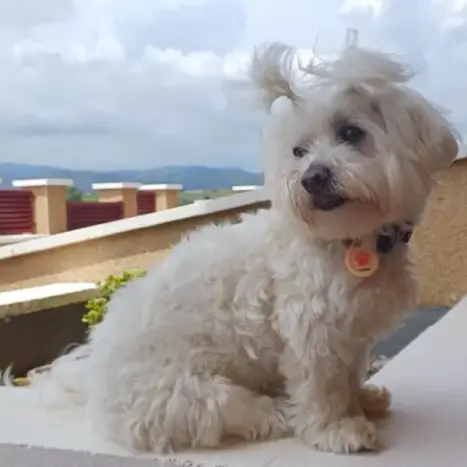 sobre mibichonmaltes web