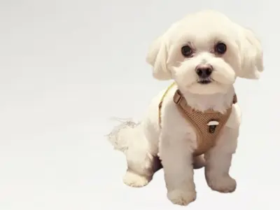 mi bichon maltes web