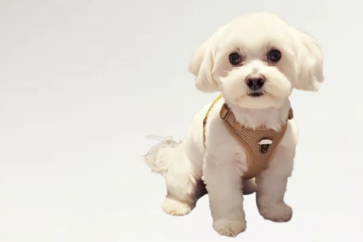 Mi Bichón Maltés: Bienvenido al Hogar donde tu Maltés es Familia 18 web mi bichon maltes 1