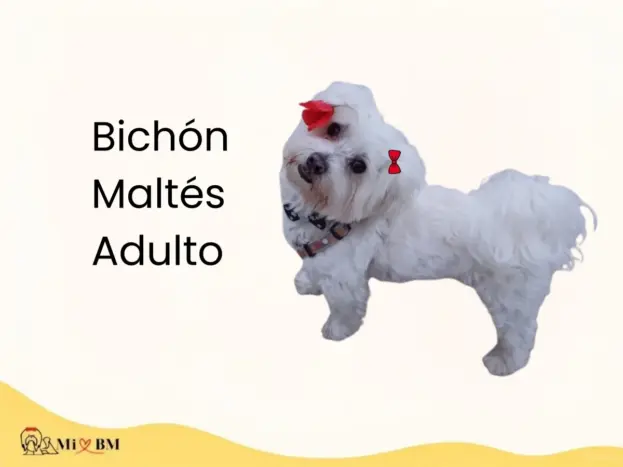 Bichón Maltés Adulto: Cómo es, Cuidados y Etapa Adulta 7 perro bichon maltes adulto como es