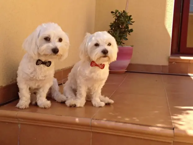 Bichón Maltés Adulto: Cómo es, Cuidados y Etapa Adulta 10 dos bichones malteses adultos machos en casa