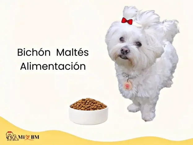 Comida para Perros Bichón Maltés: Alimentos Recomendados por Expertos 7 perro bichon maltes adulto junto con su cuenco con comida