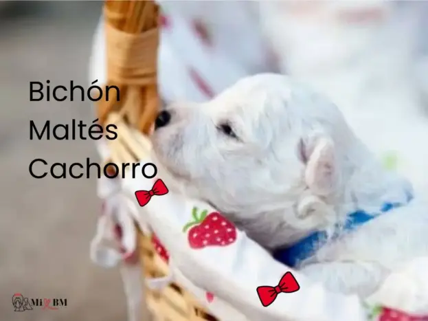  cachorro bichon maltes blanco con expresion tierna
